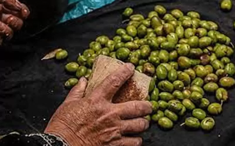 العمد: الزيتون بالاردن مثل طبيعة الانسان