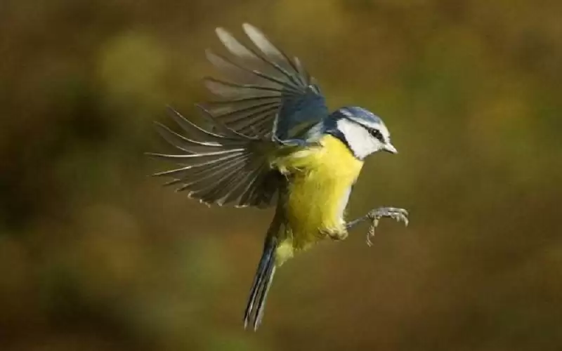 طائر صغير يحقق رقما قياسيا لأطول