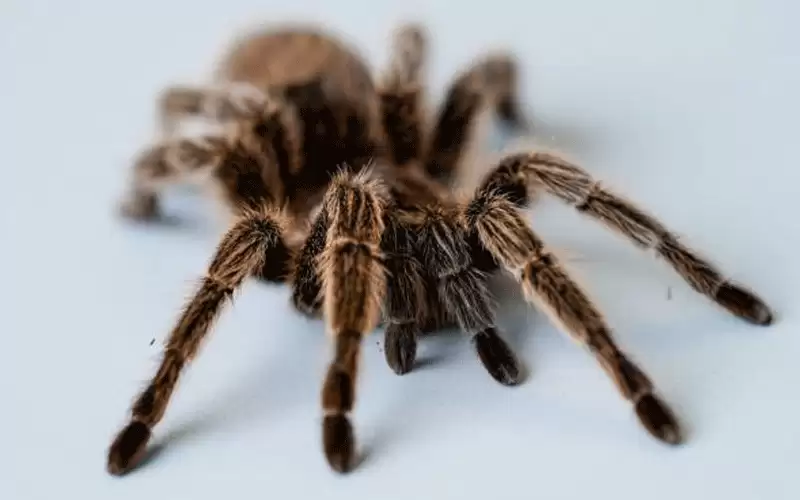 ألمانية تستنفر الشرطة بسبب عنكبوت