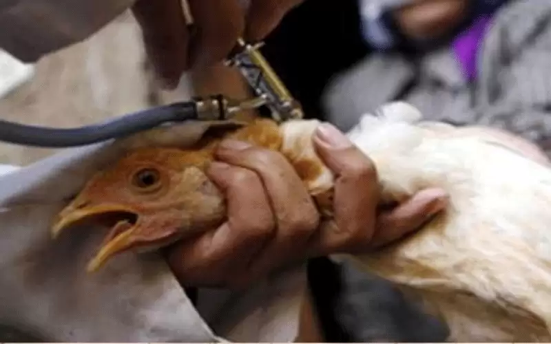 عزل الدواجن بإنجلترا لاحتواء تفشي إنفلونزا