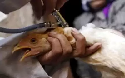 عزل الدواجن بإنجلترا لاحتواء تفشي إنفلونزا