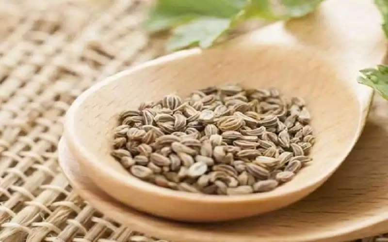 فوائد بذور البقدونس عديدة أبرزها تحسن