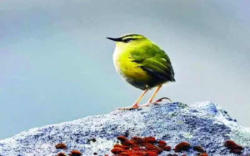 النمنمة طائر العام في نيوزيلندا