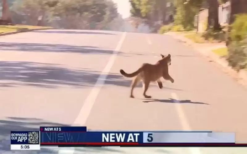 أسد جبلي هارب ينشر الرعب في