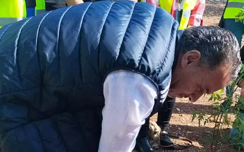 يوم تطوعي لزراعة الأشجار في مدينة