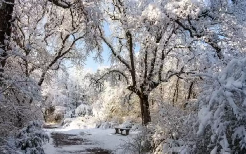 أين تختفي الحشرات في الشتاء؟