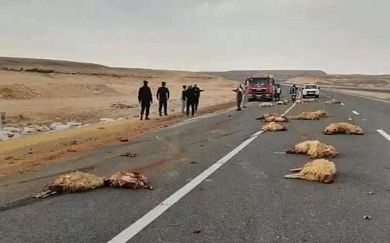 نفوق أغنام في حادث تصادم في
