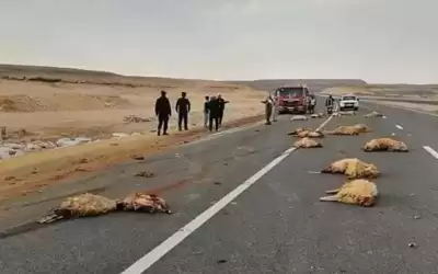 نفوق أغنام في حادث تصادم في
