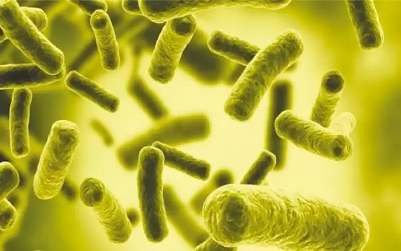 صحة البلقاء: يمكن الشفاء من جرثومة