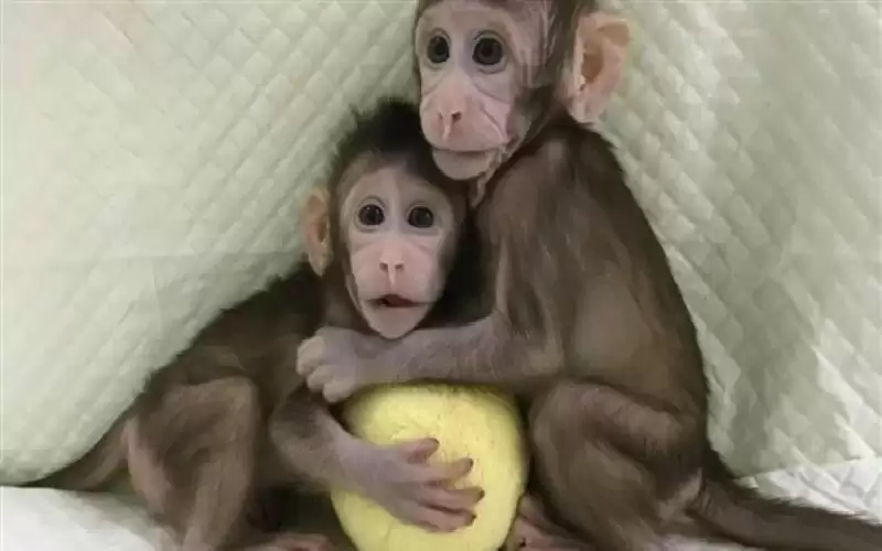 دراسة جدلية حول القردة تعيد النقاش