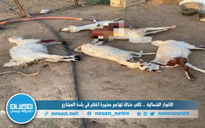 الأغوار الشمالية .. كلاب ضالة تهاجم