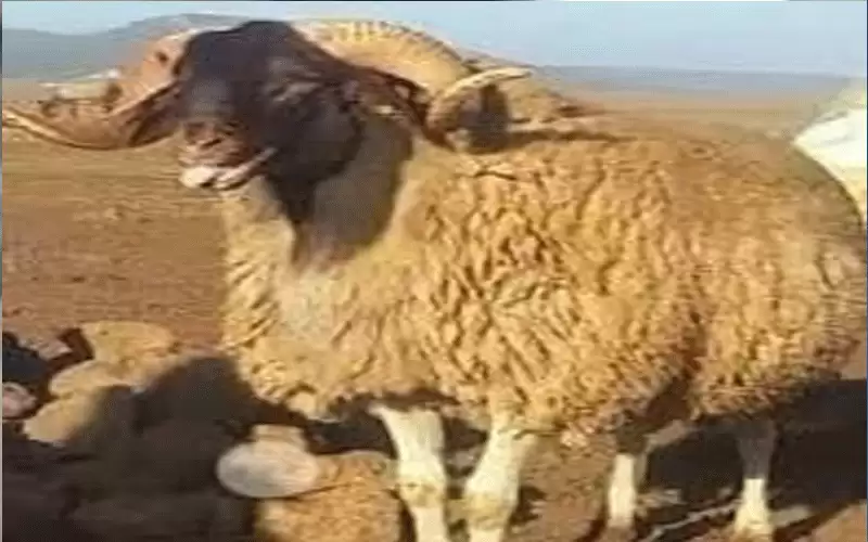 الكبش الأدعم.. بطولة أم أحمد