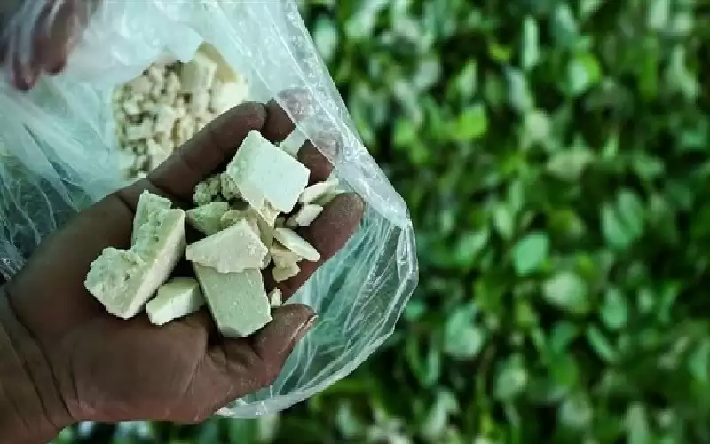 الأمريكيتان تزيدان إنتاج الكوكايين