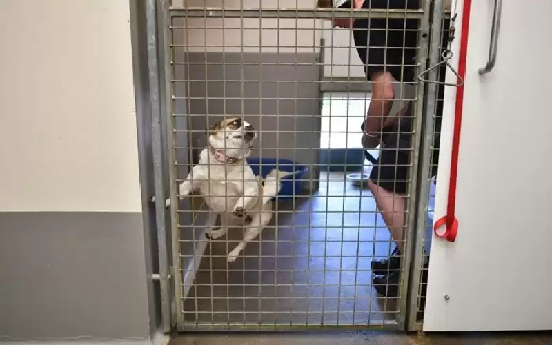 في بريطانيا.. حتى الكلاب تعاني الفقر