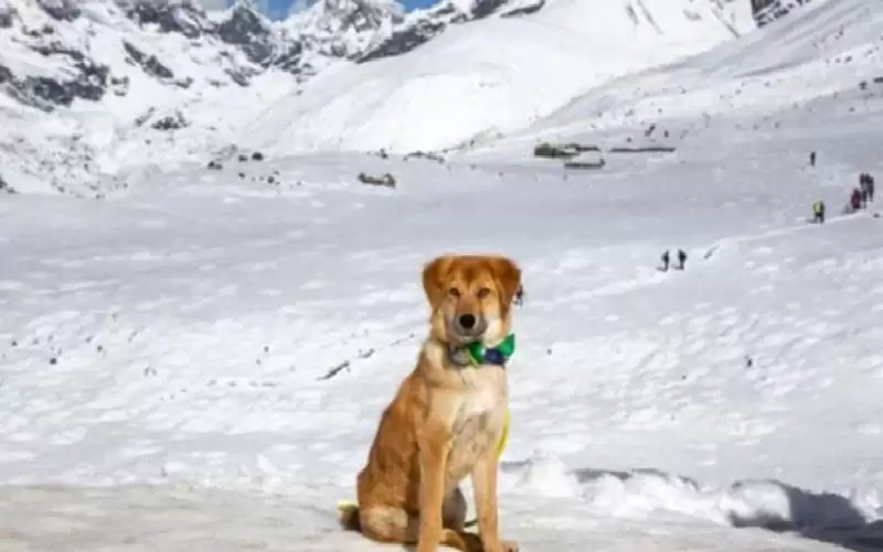 كانت ضالة في القمامة.. قصة أول