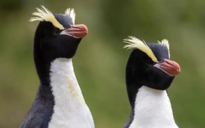 البطاريق النيوزيلندية تتخلص من نصف نسلها..