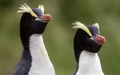 البطاريق النيوزيلندية تتخلص من نصف نسلها..