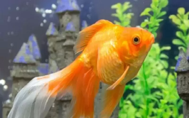 ماذا يحدث إذا تركت سمكة ذهبية