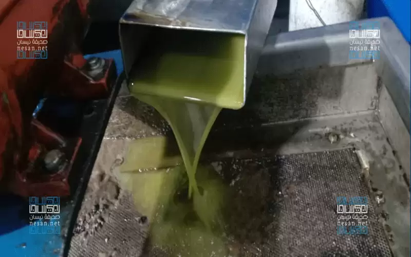 انخفاض حالات غش زيت الزيتون بالأردن