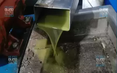 انخفاض حالات غش زيت الزيتون بالأردن