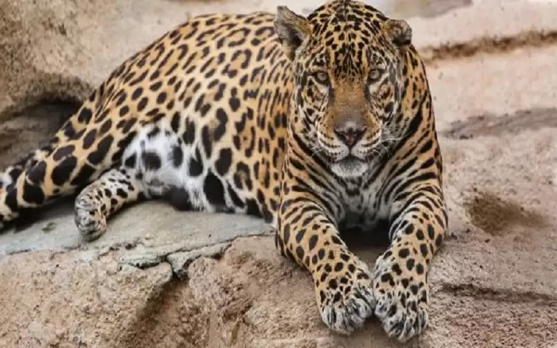 نمور مهددة بالانقراض تجد موطنا جديدا