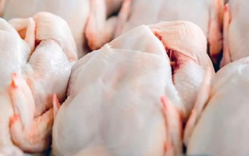 التخليص على 54 طن دجاج مجمد