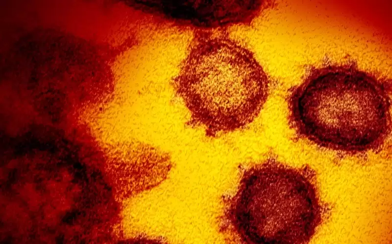 منظمة الصحة للبلدان الأمريكية: زيادة إصابات