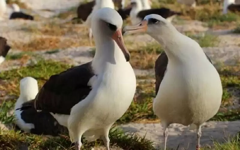 نيوزيلندا تبحث عن 4 بيضات