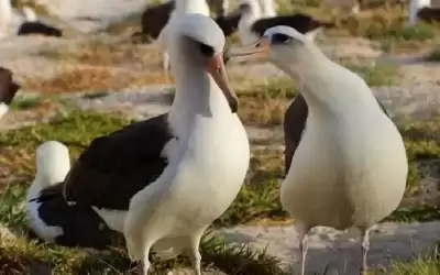 نيوزيلندا تبحث عن 4 بيضات