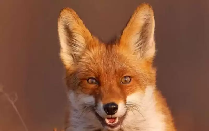 القط الثعلب يحير العلماء.. ما أصل