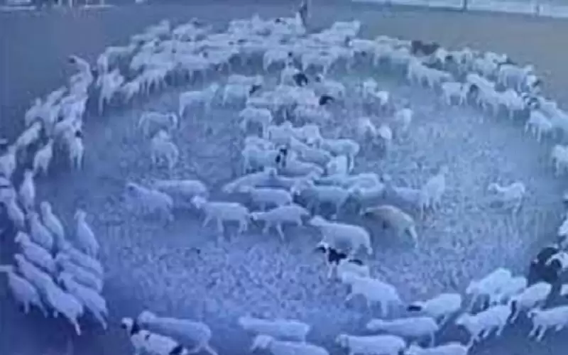 التأثير المغناطيسي.. تفسير محتمل لقطيع أغنام