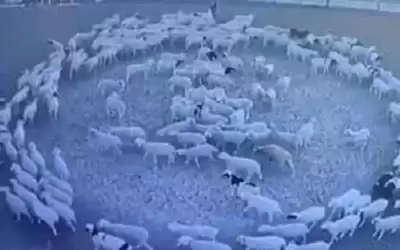 التأثير المغناطيسي.. تفسير محتمل لقطيع أغنام