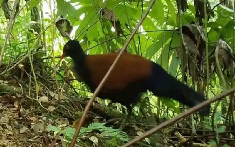 ظهور نوع نادر من الطيور بعد