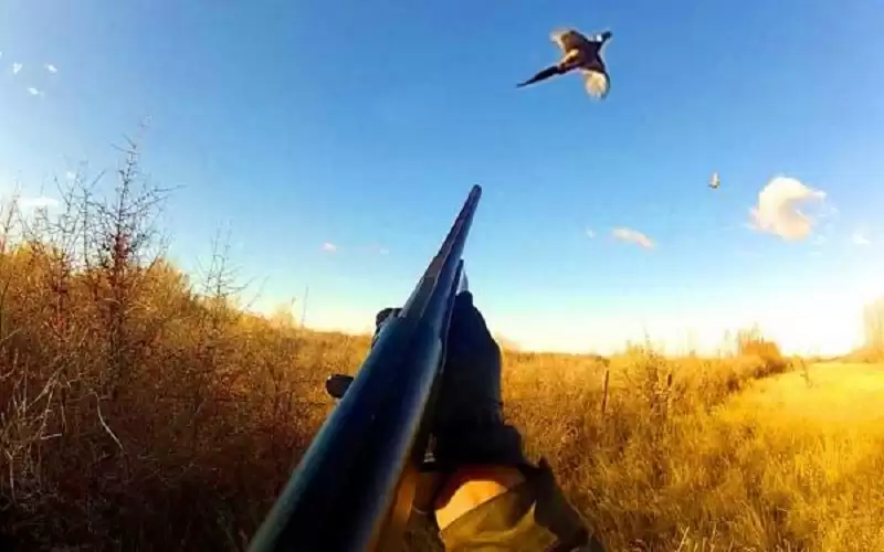 محكمة فرنسية تجرم صيد العصافير