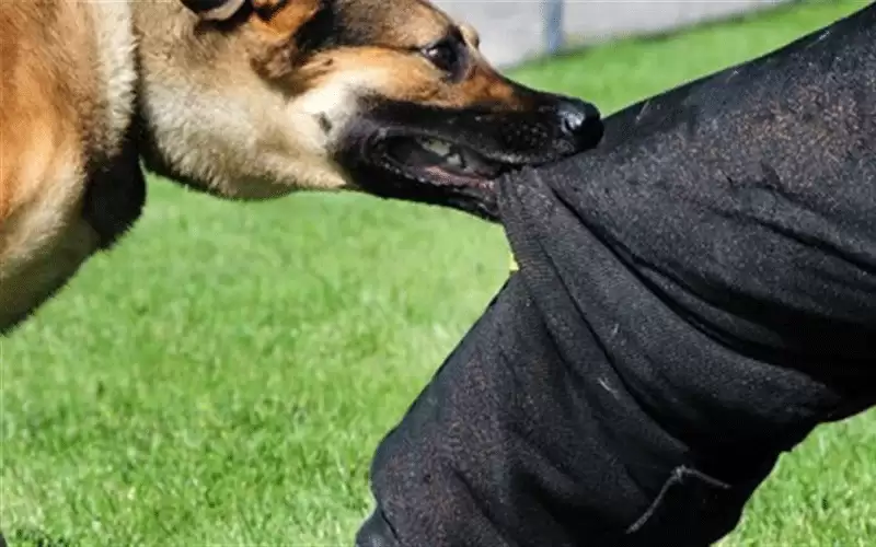 عضة كلب تكلف بلدية في إربد