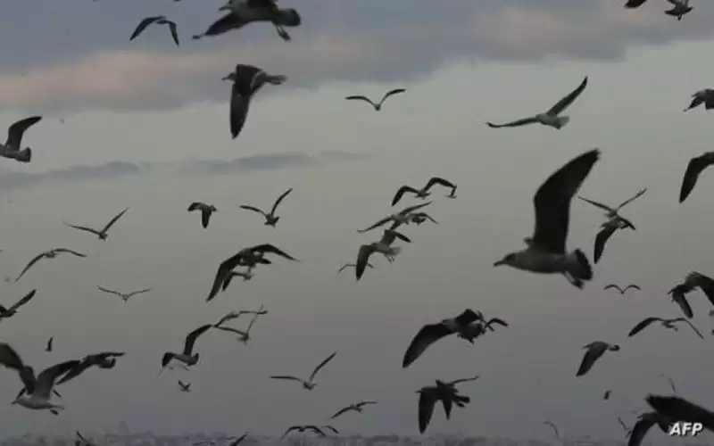 مرض يقضي على أكثر من 50