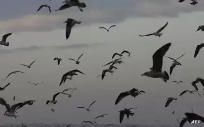 مرض يقضي على أكثر من 50