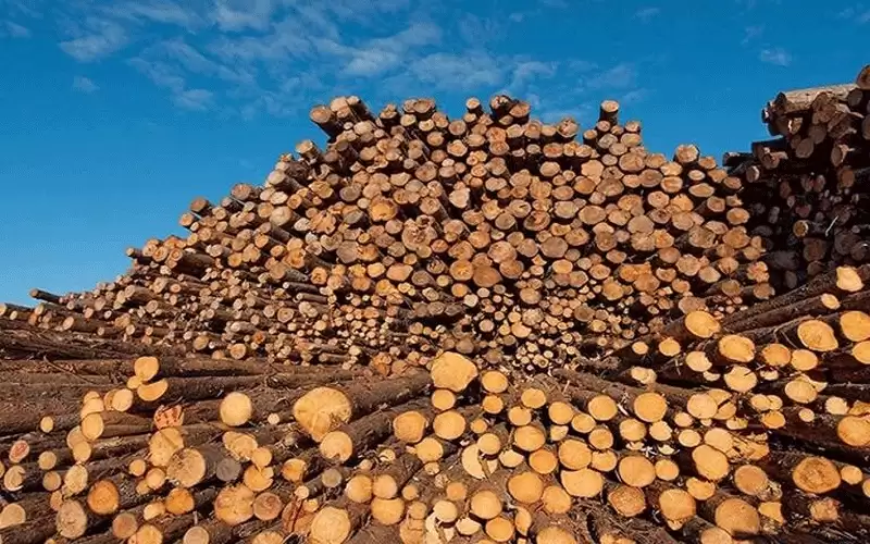 أوكرانيا تحظر تصدير الحطب