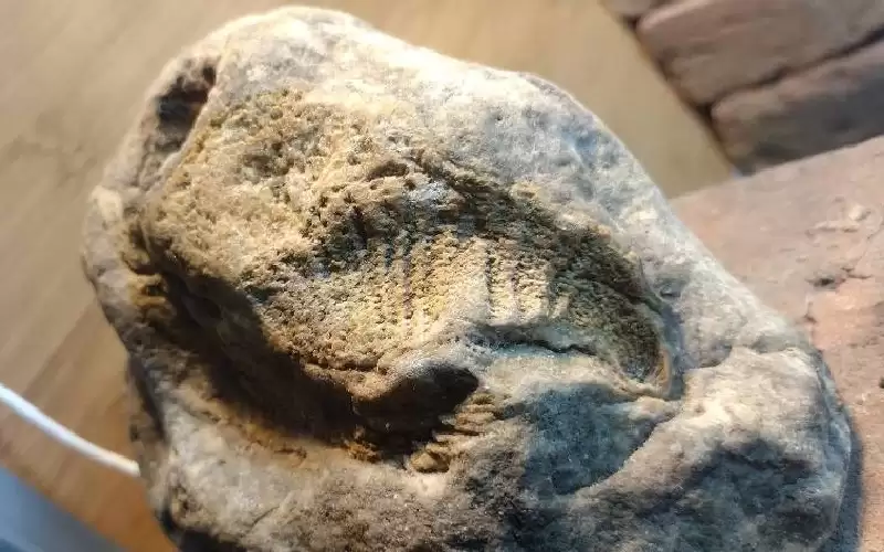 دماغ متحجر يحل جدلا علميا ساخنا