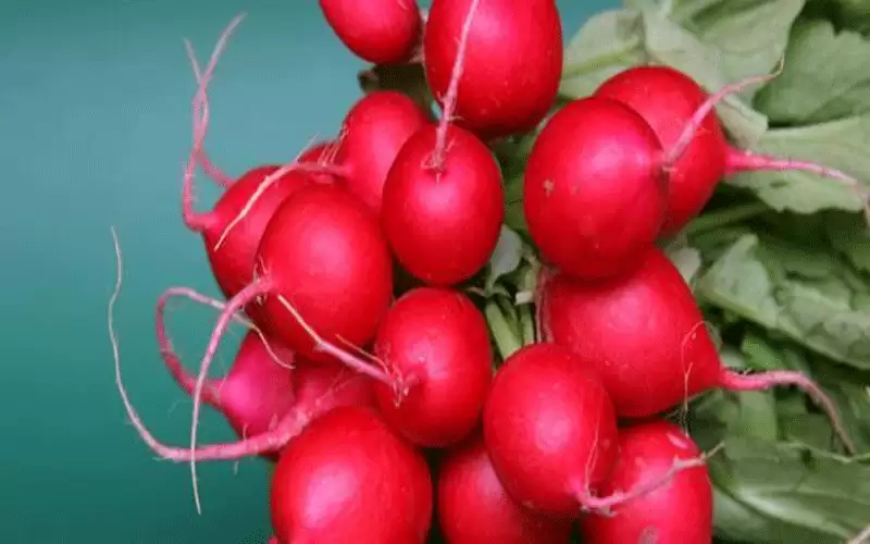 فوائد الفجل الاحمر الصحية وأضراره