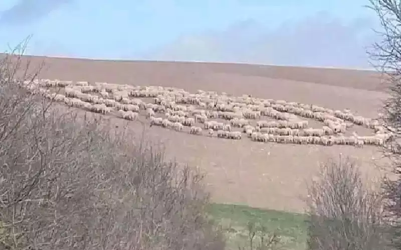 ظاهرة دوران حيوانات.. هل هناك رسائل