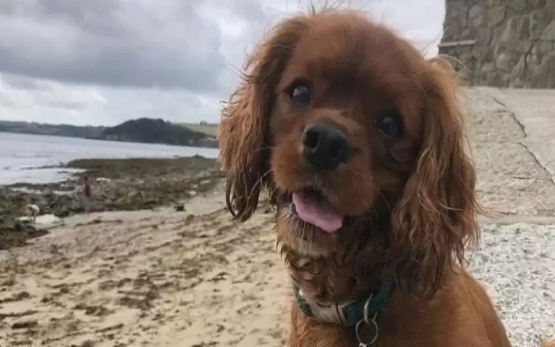 كلب يخضع لعملية لإزالة 44 رباطا