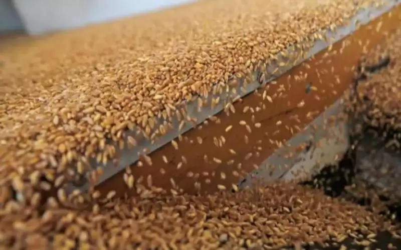 الأمن الغذائي.. كميات ضخمة تتدفق بمشتر