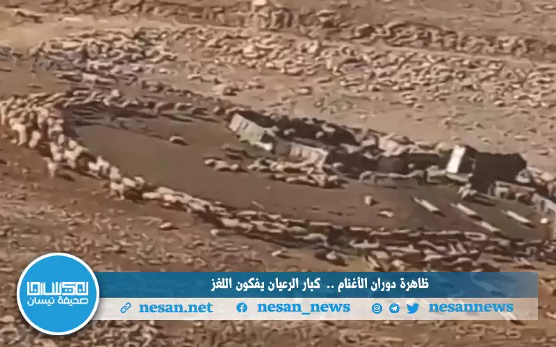 ظاهرة دوران الأغنام.. كبار الرعيان يفكون