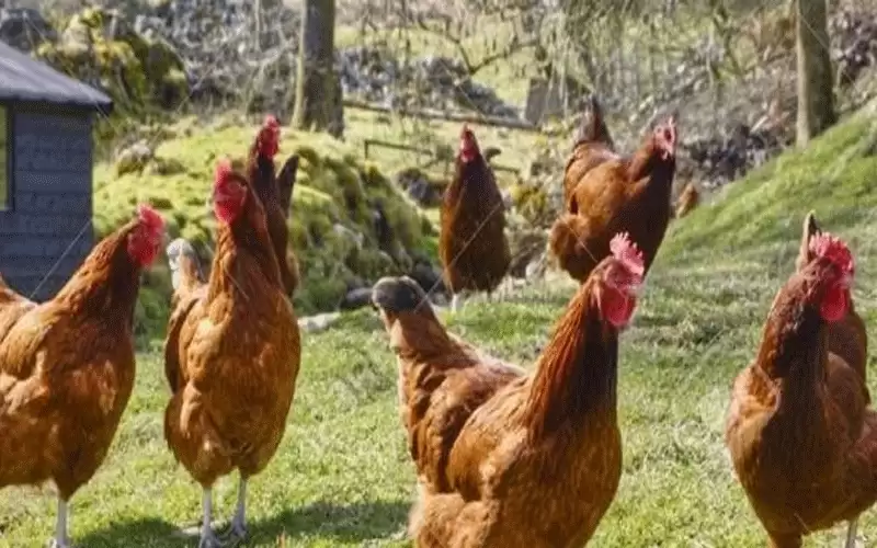 إعدام 120 ألف دجاجة .. ما