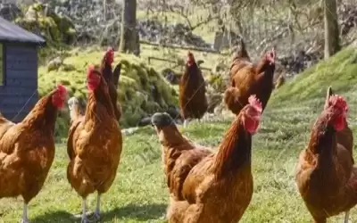 إعدام 120 ألف دجاجة .. ما