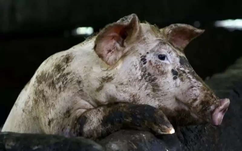 مرض مميت يظهر في دولة أوروبية..