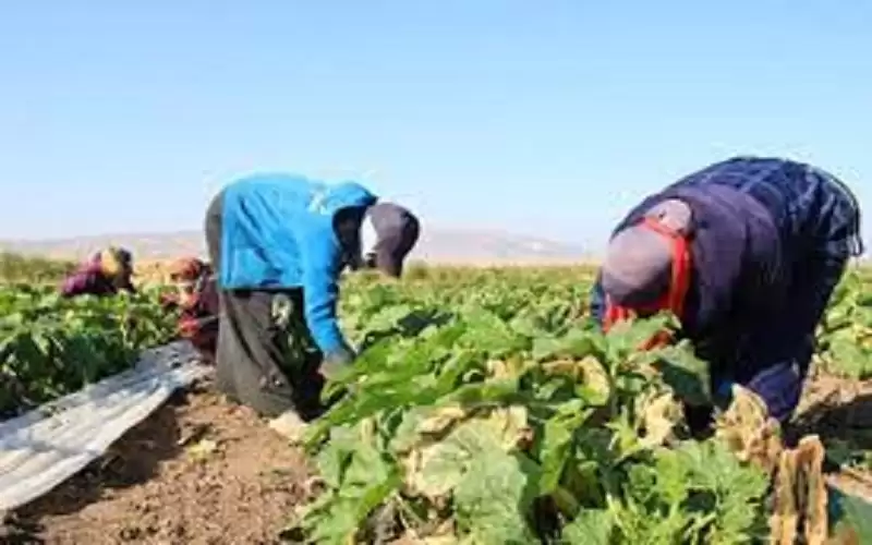 خسائر المزارعين تتجدد بتهاوي أسعار الخضار