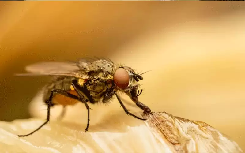 الحنيفات يؤكد أهمية استمرار مكافحة الذباب