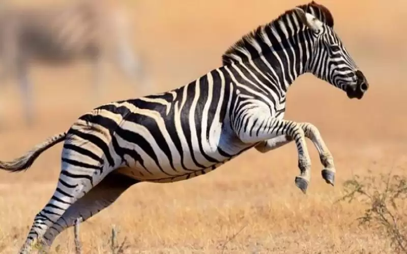 ترويض الحمار الوحشي.. لماذا فشل البشر